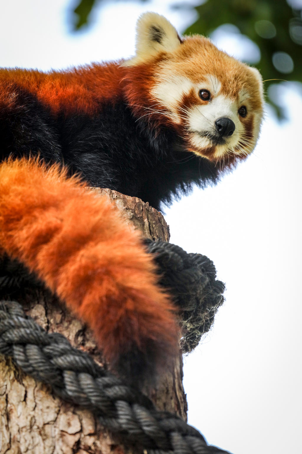 Red Panda