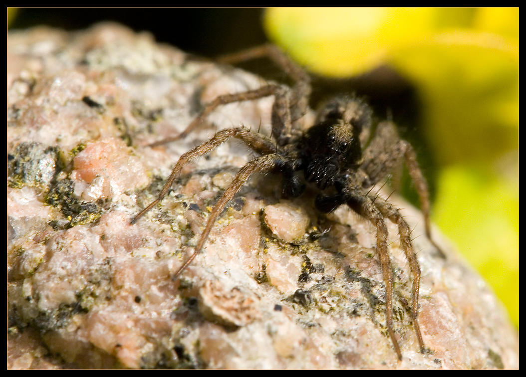 Perfect Spider Less Than Perfect Spider by Wivelrod on DeviantArt