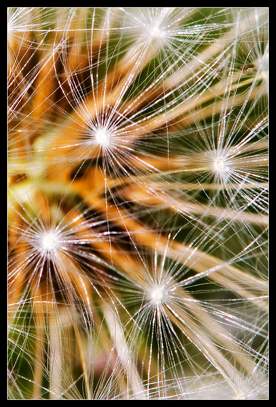 Dandelion Abstracted