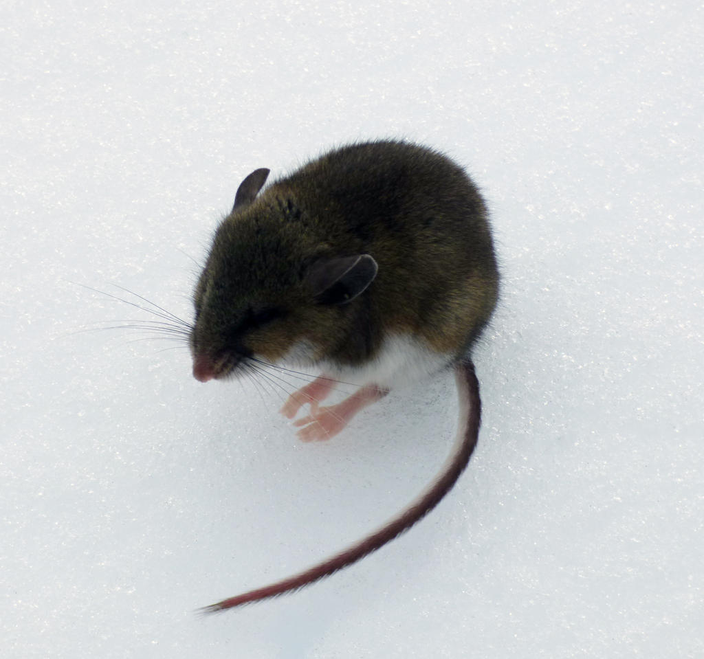 Mice on Ice