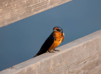 On the Fishing Pier