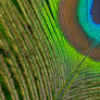 Peacock feather