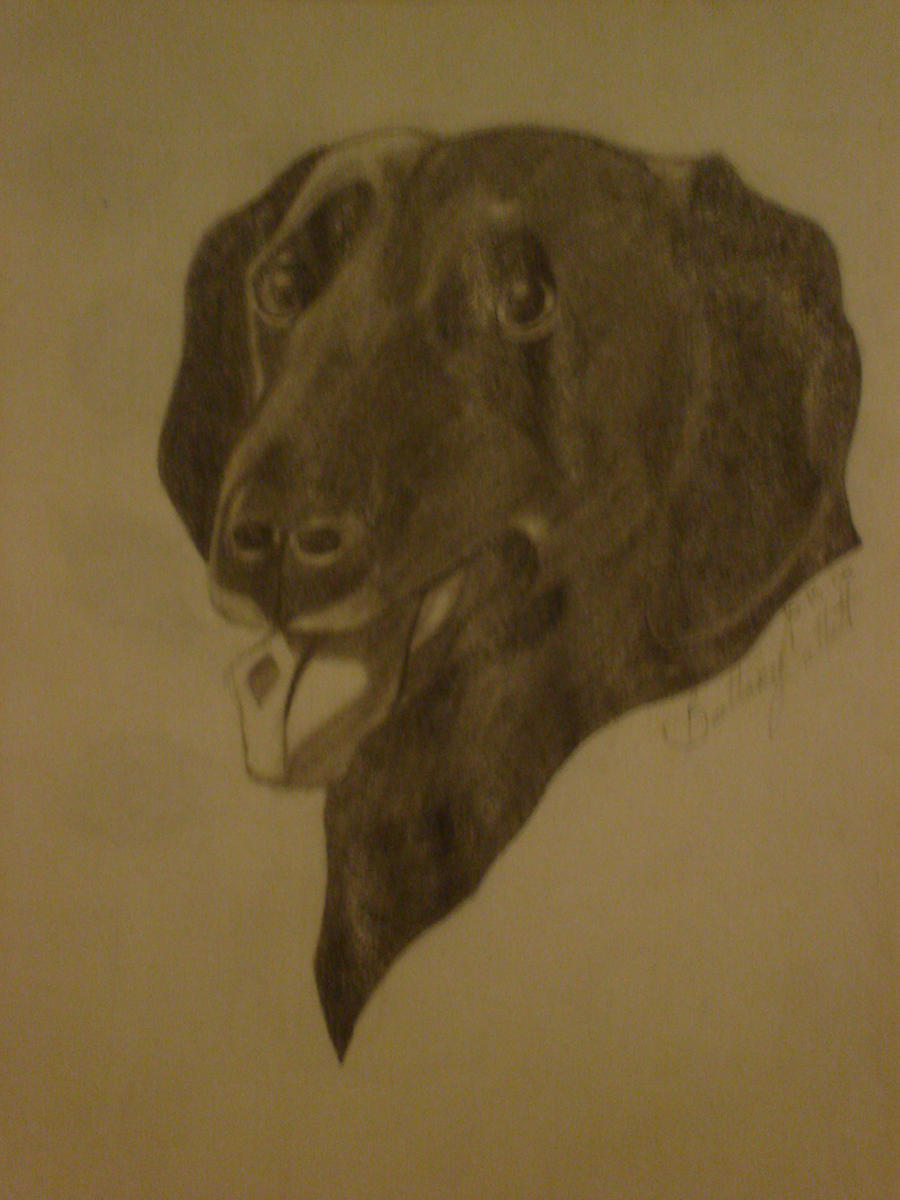 Black Lab Deviantart black lab by animal-lover20 on DeviantArt