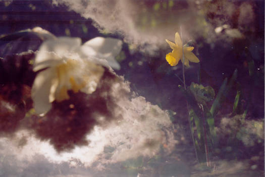 Skylight and flowers