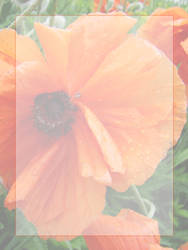 LitTemplates:  Orange Poppy