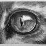 Cat Eye Study