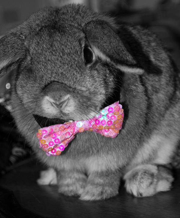 Fancy Rabbit Colors Fancy Rabbit by Toastychan on DeviantArt