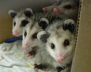 Baby Opossum