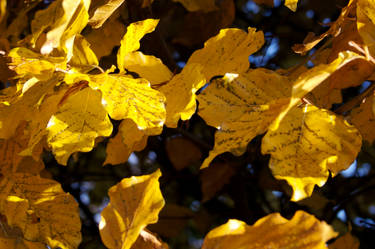 Golden leaves