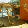 Dino Hall-Velociraptor