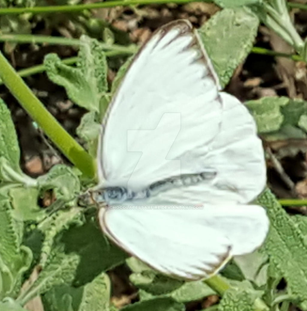 Butterfly Pavilion 2017-Sunning White Butterfly