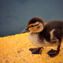 CUTE WITTLE DUCKY!!!!~~~~