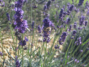 Lavender and bee on lavender farm