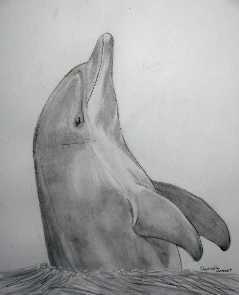 dolphin