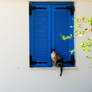 Cat and blue window