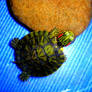 Trachemys Scripta Elegans 2