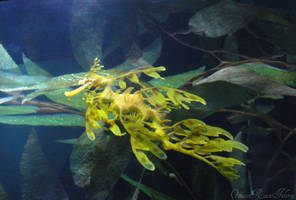 Sea dragon