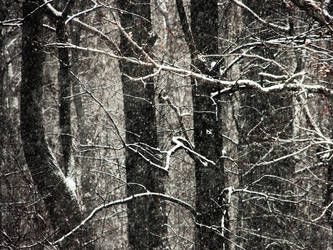 Trees In Snowfall