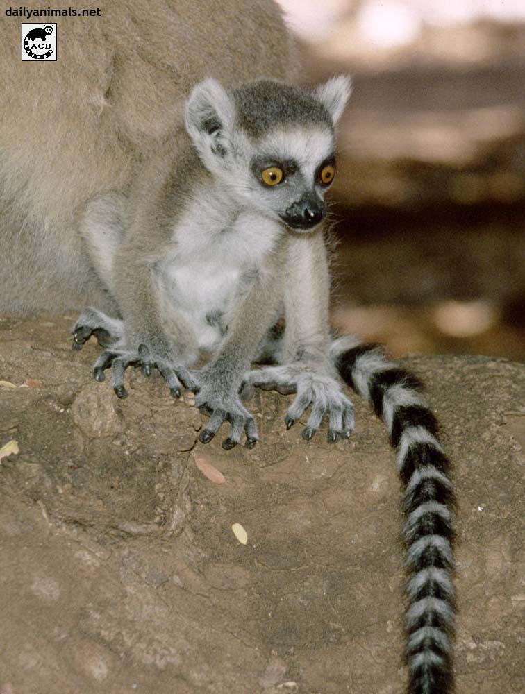 Baby lemur