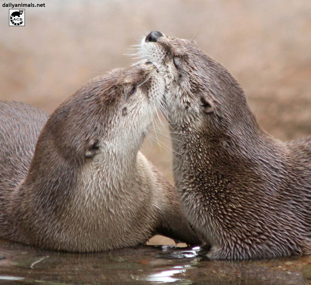 Otter kisses