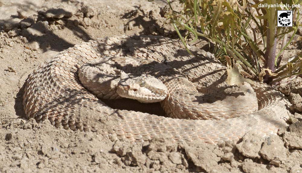 Snake of the Mojave