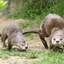 Otters together