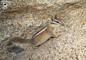 Chipmunk rock