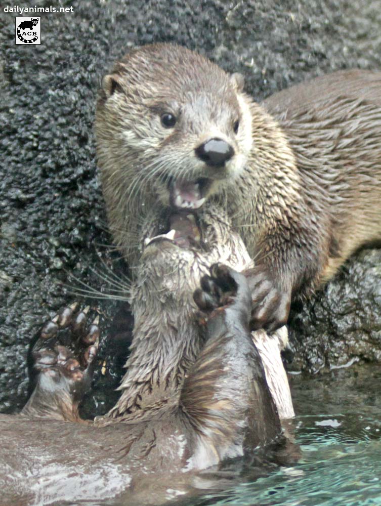 The joy of otter