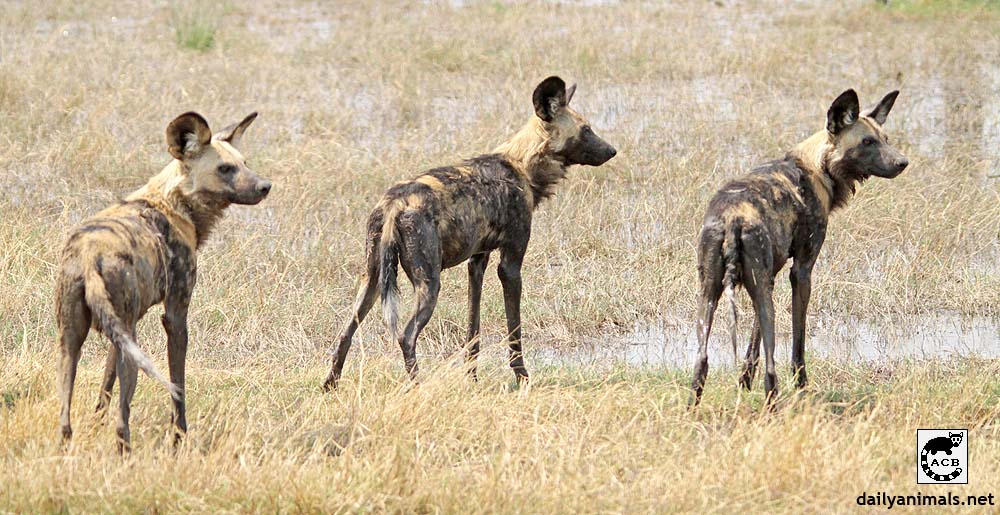 Three wild dogs