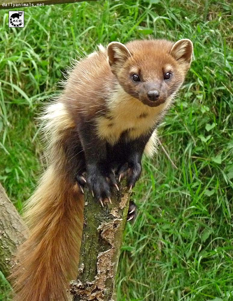 Tree weasel