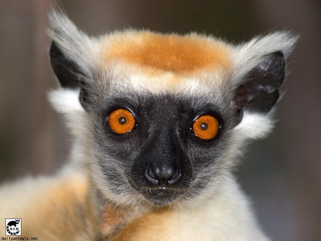 Look into the eyes of the lemur by jaffa-tamarin