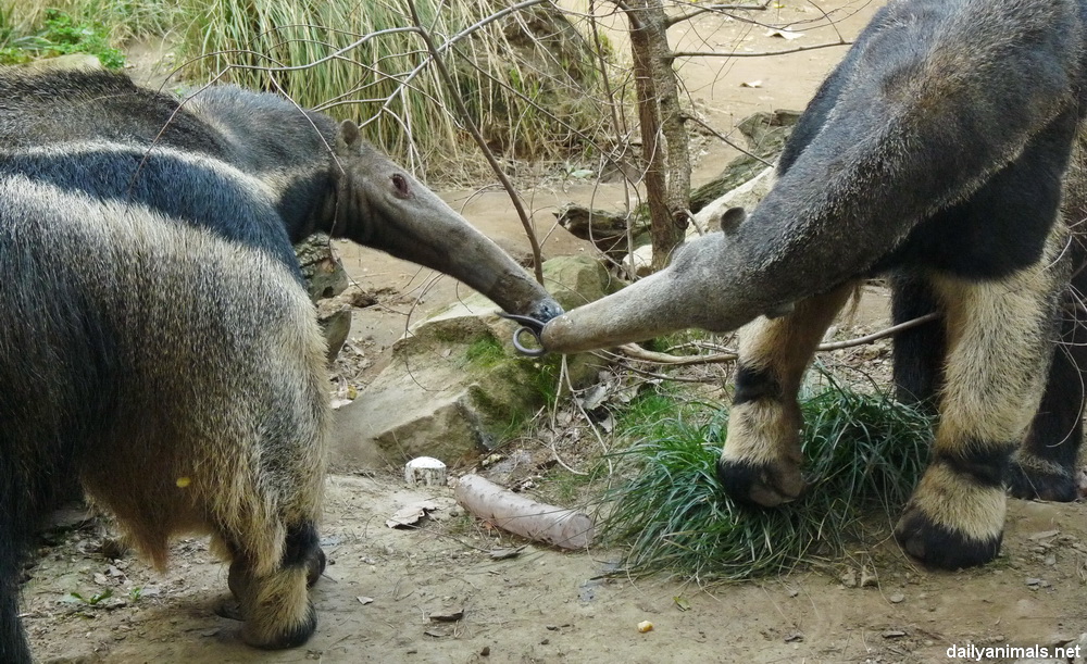 Anteater kiss (now with more tongue)