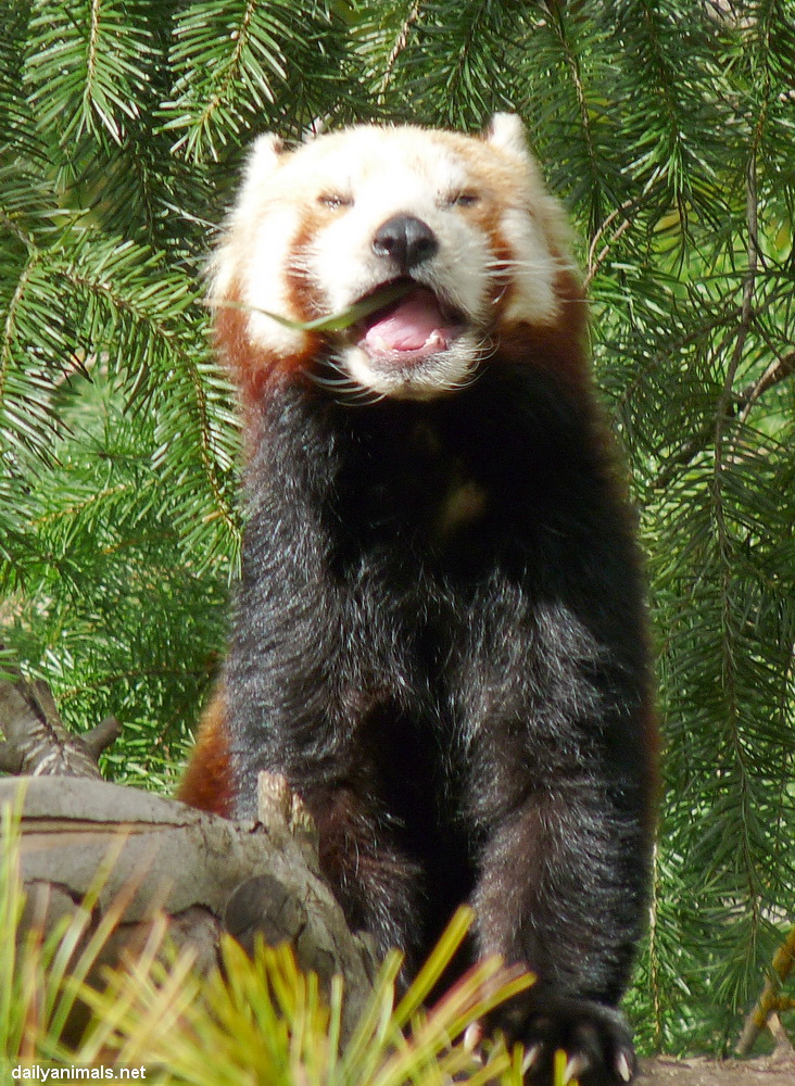 Tasty leaves