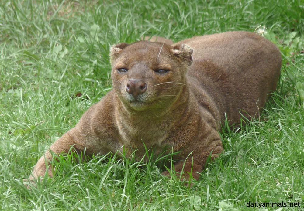 Fossa wins at staring