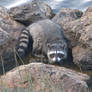 Raccoon on the rocks