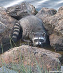 Raccoon on the rocks by jaffa-tamarin