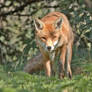 Prowling fox