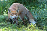 Hungry fox by jaffa-tamarin