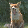 Toothy fox