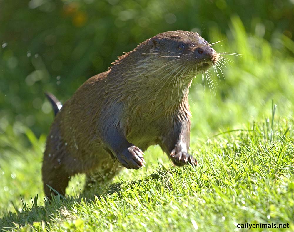 Running otter