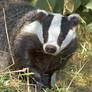 Being a badger