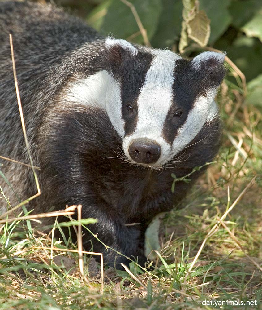 Being a badger