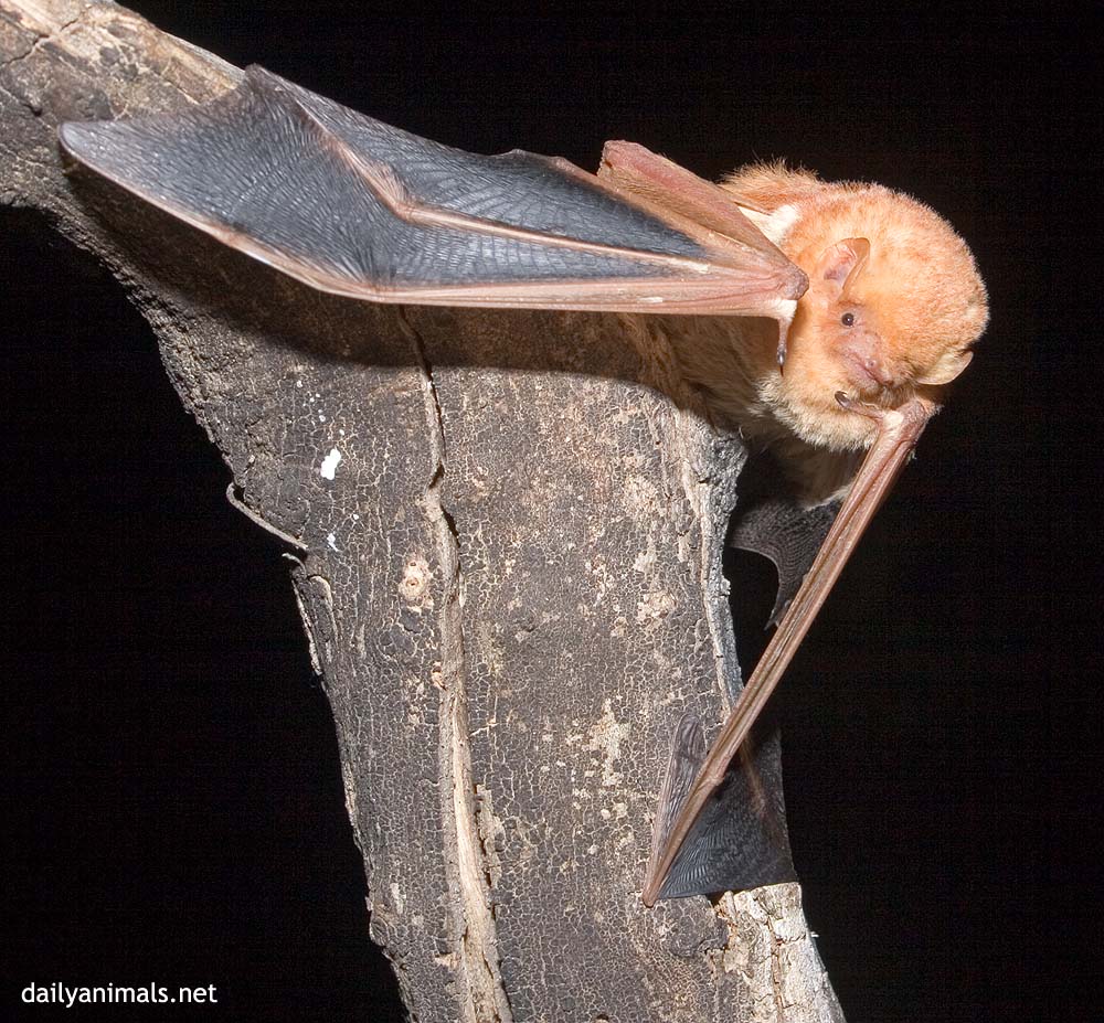 Red bat portrait