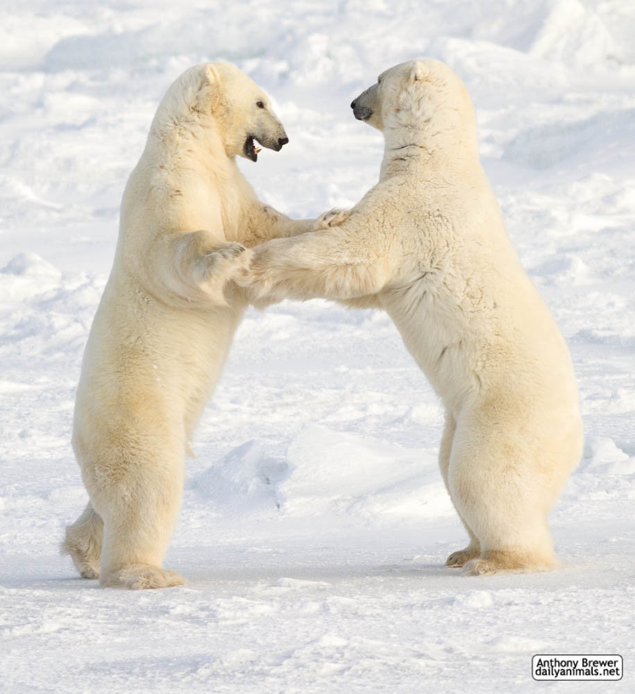 Dance of the white bears (II)