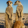 Meerkat Manor: Drie Doring (Patch and friends)