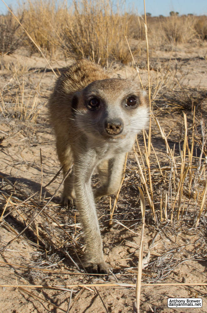 Nose of the meerkat