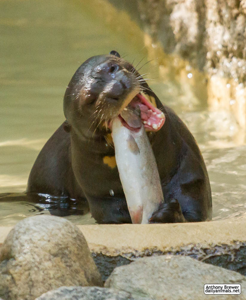 Open mouth, insert fish