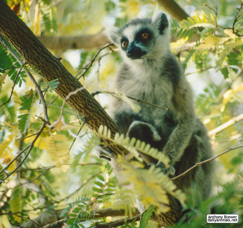 Softly goes the lemur