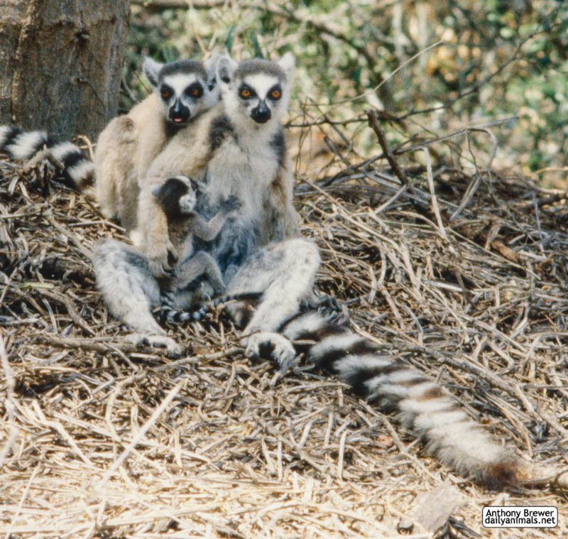 A lemur family