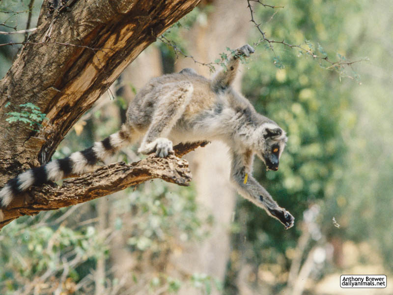 Lemur hunts larva